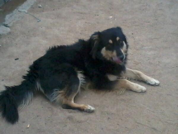 Masilo71P's tweet photo. My protector dog http://t.co/9EObrRjgsd
