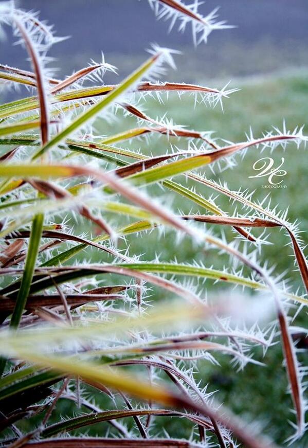 V_CPhotography's tweet photo. It's been a bit chilly as of late! Capturing some wintery moments #frost #winter #canon http://t.co/dqFK4SI4fd