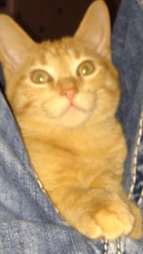 Simba303 tweet picture