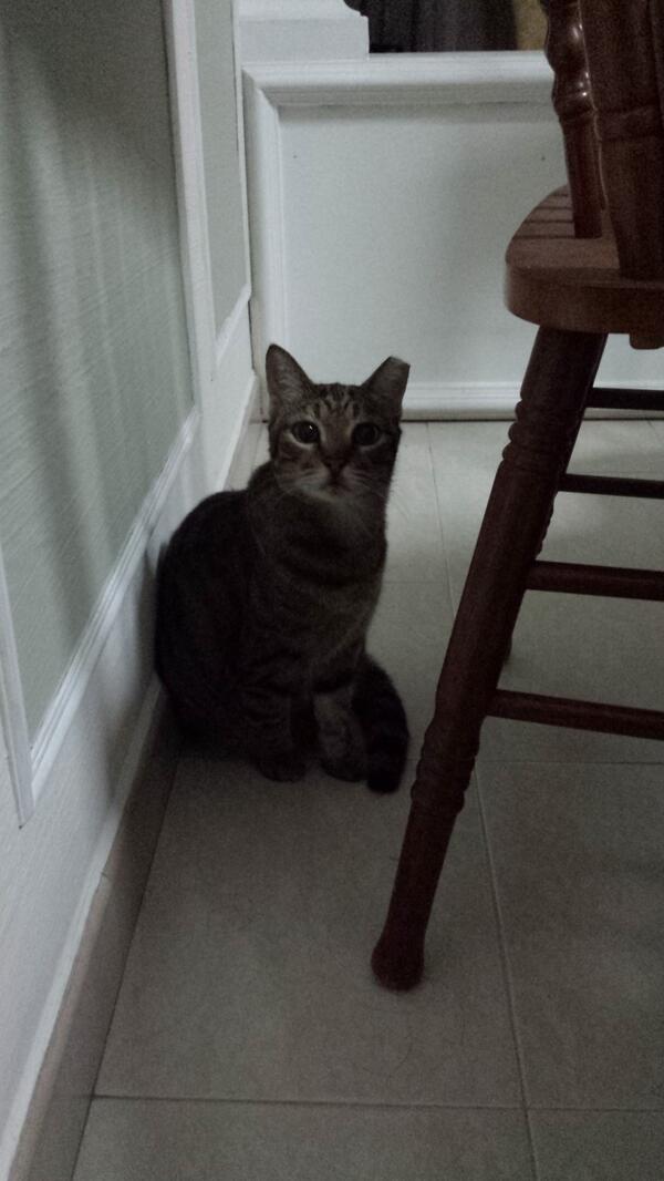 LUMITHECAT's tweet photo. Ahhh I hear thunder! http://t.co/mDkduzSftr