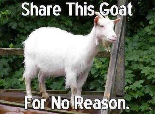 WolfpackAlan's tweet photo. This deserves endless retweets http://t.co/CAjCjV8Iap