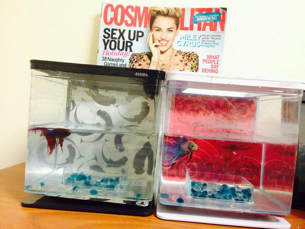Cosmopolitan's tweet photo. 10 adorable fish reading Cosmo: http://t.co/0FEUnUGdV4 #CosmoFish http://t.co/dMxuilGNQf