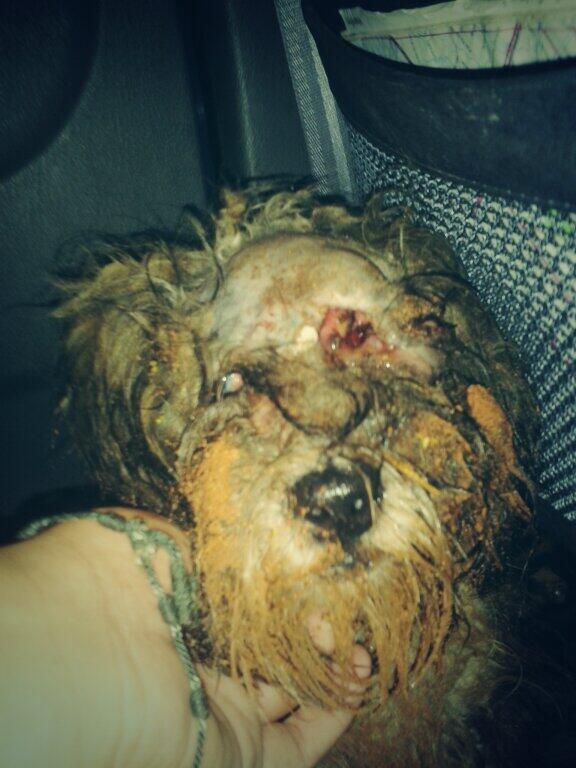 VcaProtector's tweet image. IMAGEN FUERTE!  Elvis necesita TU ayuda. Pueden mandar Giros Tigos al 0982537293 . Gracias !! ♡