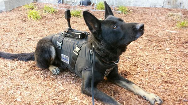 swat dog vest