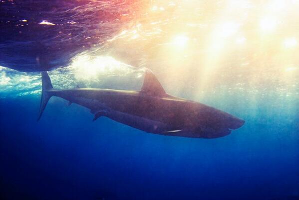 palmeralocal's tweet photo. In awe of these INCREDIBLE pics that capture the #bigblue #ocean http://t.co/qqx8QZQzog http://t.co/j7XR061Y66