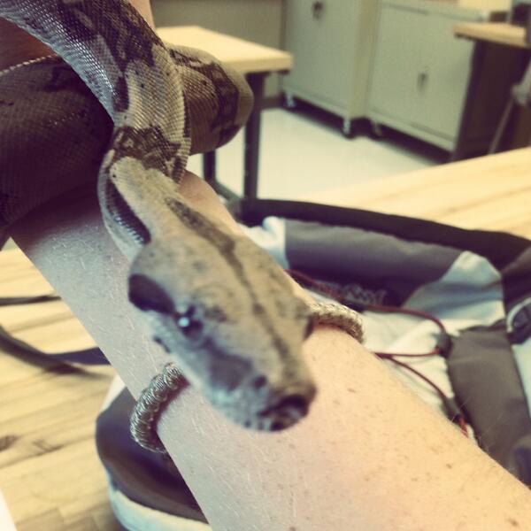 rachmcgach108's tweet image. #babypython #love #wishIcouldtakeithome