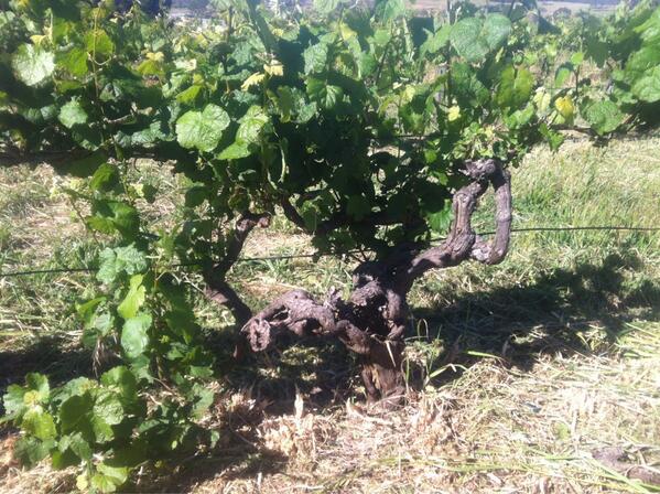 Em&amp;I now the proud owners/custodians of 5acres of these old puppies.Can't quite believe it yet... massively humbling