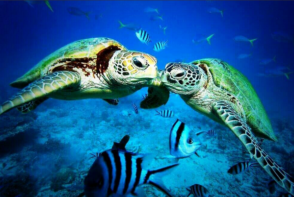 Sea Turtles Kissing Under The Sea