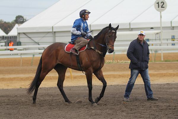 DarrylSherer's tweet photo. Belle Couture, $2.6 million Redoute's Choice half-sister to Black Caviar, after her first jumpout at Flemington. http://t.co/LzkTBiJJAF