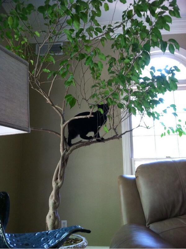 benthuss's tweet photo. @mattAbrodeur @Suathykinz Bentley would sabotage your efforts anyway #ninjacat http://t.co/esGnzh3MBc