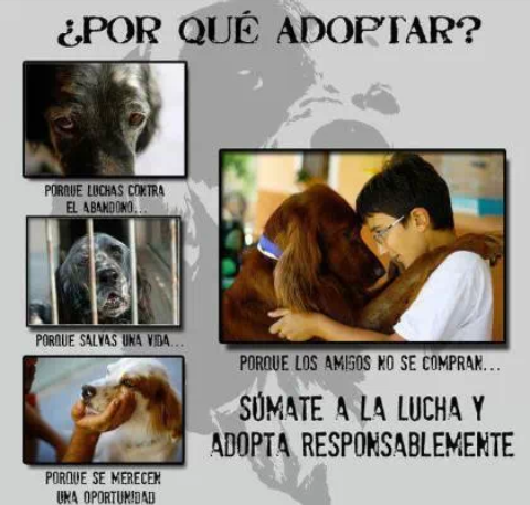 VcaProtector's tweet image. Feria de adopciones - Sábado, 23 de noviembre, 8hs, plaza de los héroes ! :) te esperamos! !