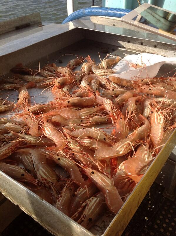 congrats @chefwittaker of @foragevancouver for 1st place <a href="/ocean_wise/">John L. Torres</a> 's chowder chowdwn! Spot Prawn Chowda!