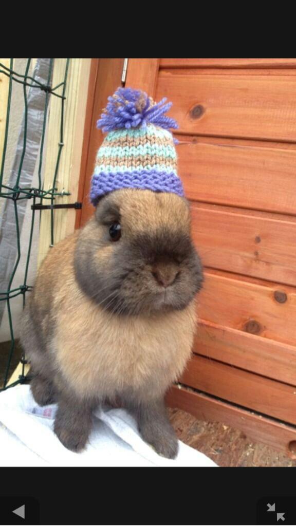 PetrinaWilson's tweet photo. @CrosbysStache @Sidneysbutt I think you need one for Harvey! http://t.co/ghHxoCUQOA