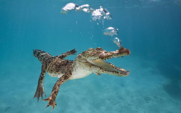 Alligator Taking a Dive Under Water
