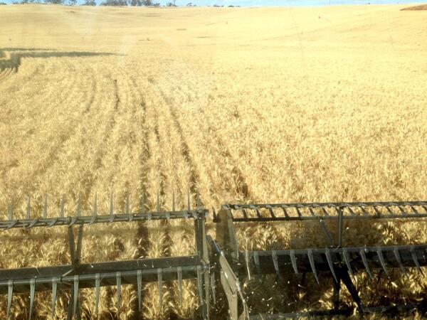 nickjoyceAGT's tweet image. #Corack wheat going 5tn/ha between Yorl and Tammin