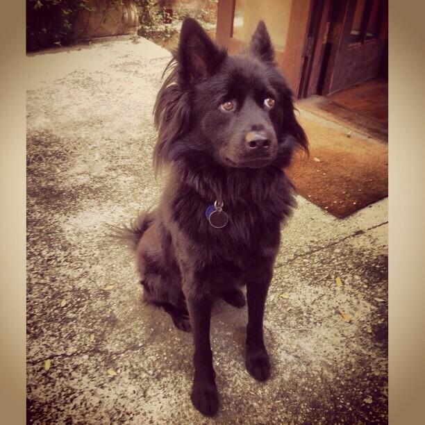 I swear he's a human in a dog suit. This is his "I'm concerned the squirrel is out to get me" look. #hesright<a href="/tag/hesright"class="tags"><span>#hesright</span></a>