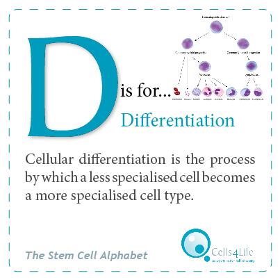 The next flashcard in our #StemCell alphabet series: D is for Differentiation. #CordBlood #Education