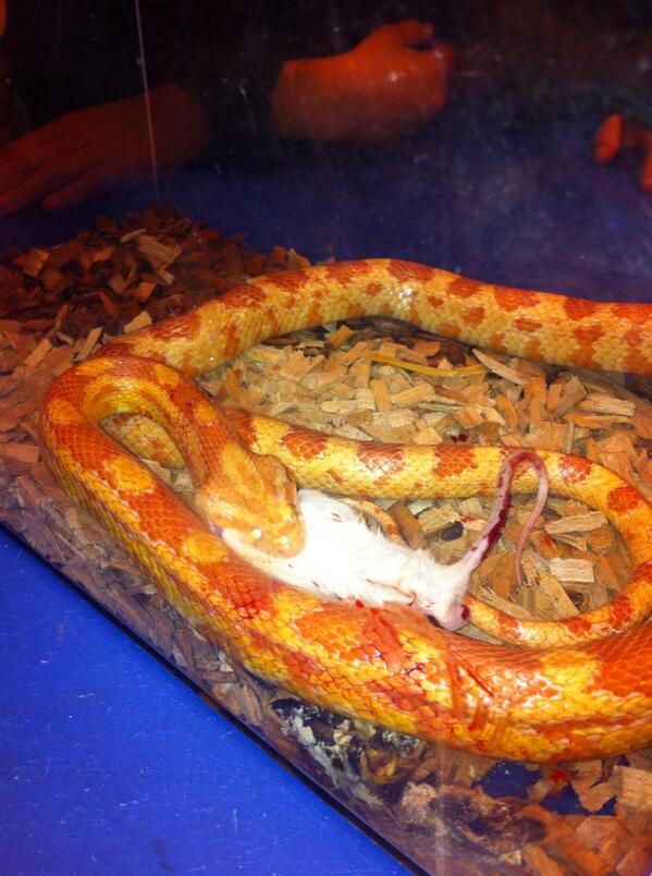 De slang heeft al te eten. Wij ook bijna :-)