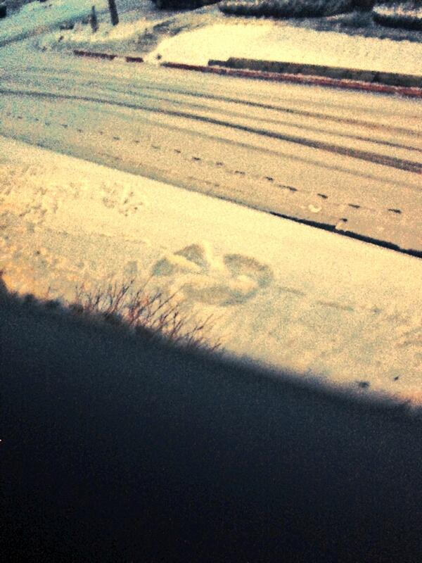 orbplex's tweet image. Snow Angel just showed up outside my window...👼...it is going to be a good day!