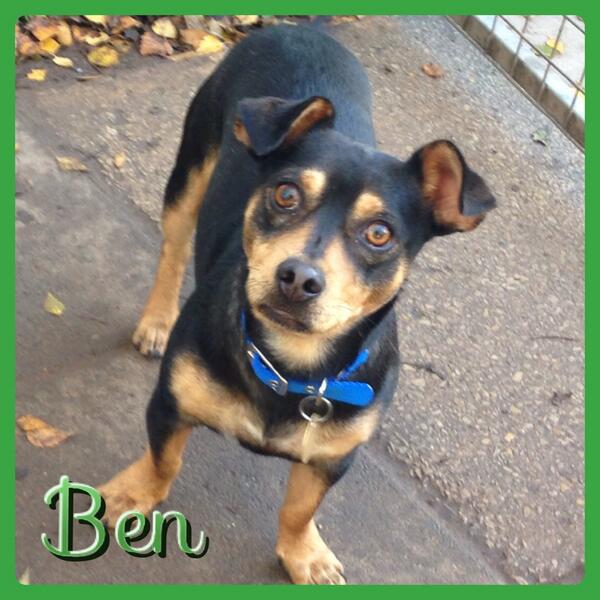 Hello I'm Ben and I need a home, I'm 10 months old and from #cyprus #bawtry #animaladoption #animalrescue