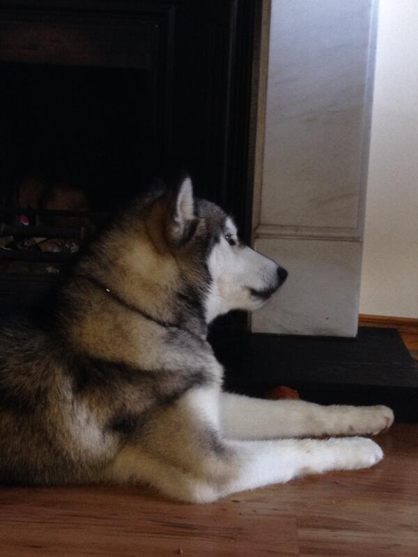 RHegarty5's tweet photo. Dog chilling in front of fire #beast #lazy http://t.co/HryWlPzstF
