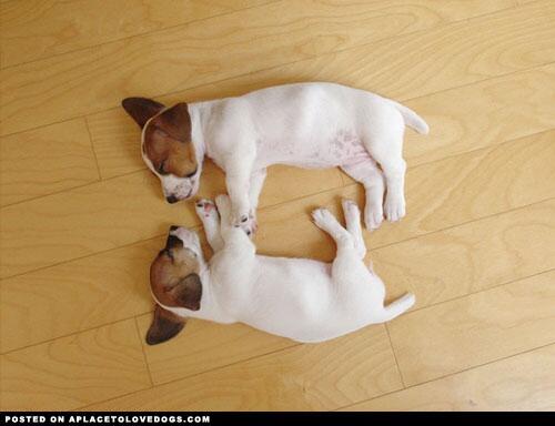 JackRussellluv's tweet photo. Nap time #Jackrussell #Jackluv http://t.co/7kSlSJQgNF