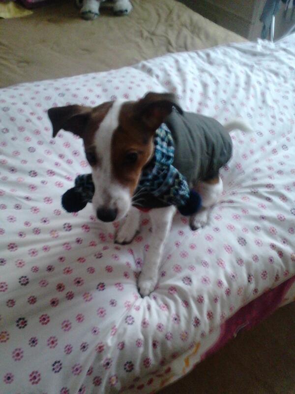 BuddyStallone's tweet photo. @JackRussellluv  hi im buddy stallone from Bournemouth hope u like my picture http://t.co/YKi2FLxJWi