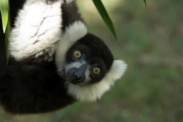 LiveScience's tweet photo. If the Earth's human population hits #11billion, what will happen to its #animals? http://t.co/g1Dl68v4vT http://t.co/0oa0yIVQei