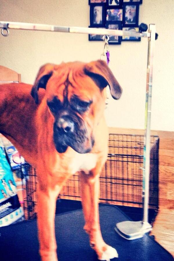 Shell_Hooke's tweet image. “@PoochPampered: #cute #dogoftheweek @Shell_Hooke http://t.co/tBbORLPYoM” he's soooooo big now :-) x @tommtk222