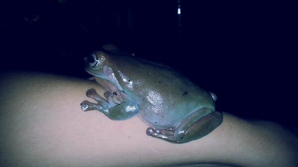 De boomkikker kwam even om het hoekje kijken