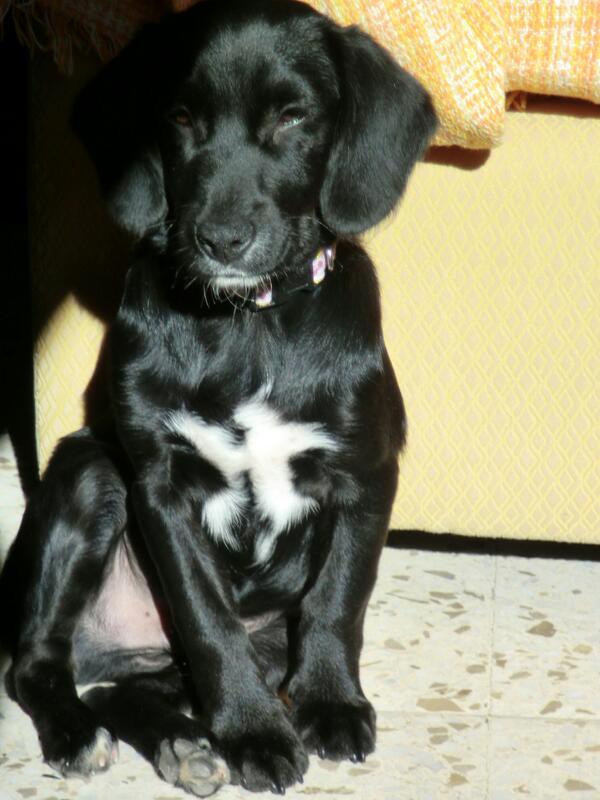 EstibalizGamero's tweet photo. Se regala este precioso perrito! Antes del martes o se lo llevara la perrera... :( . RT x favor! Interesados escribid http://t.co/8sR3Ebvi8q