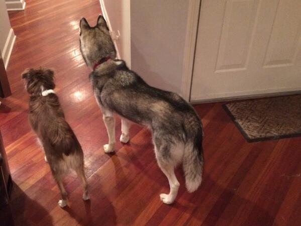 GNP210's tweet image. #wolfie #roscoe #turkeydisaster #jpg #waitingforthem