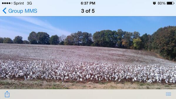 CottonIsKing: 'How Banking on Slavery afforded Jews WealthAndProsperity' (pic of Cotton field in NC) #farrakhan