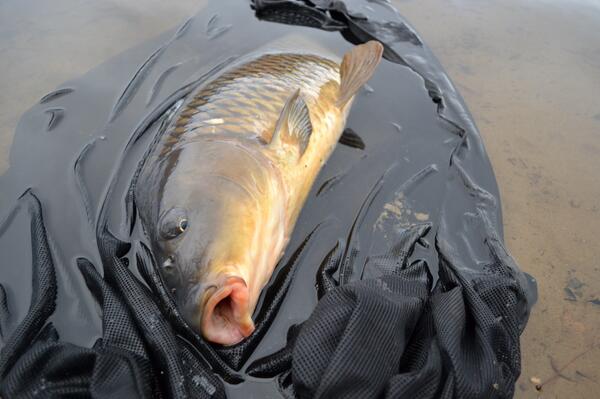 CarpTools tweet picture