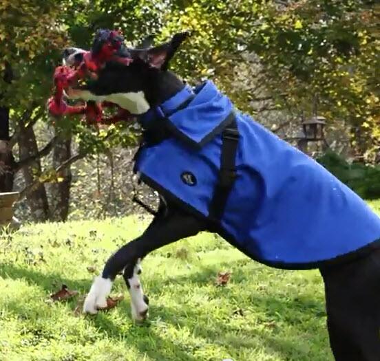 TheReinCoat's tweet photo. @JackRussellluv Thank U 4 the follow!  I'm Rein,the Great Dane,CEO of http://t.co/ciC7pYQhhq RT's make me jump 4 joy! http://t.co/fkJEuT25yW