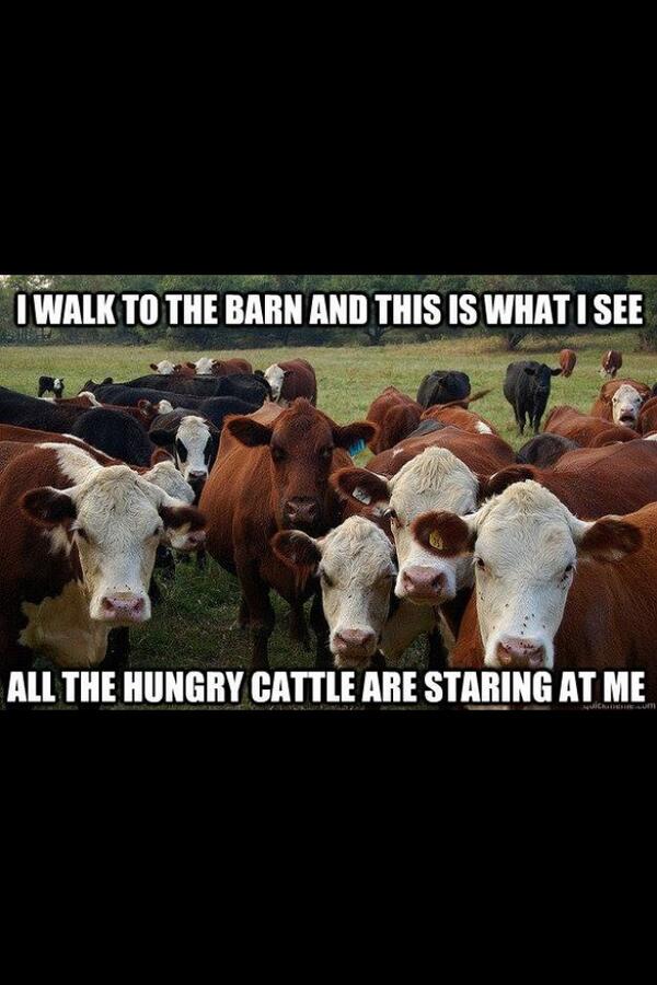 LifeofaShowman's tweet image. They are always hungry.. even when they shouldn't be.. #cowproblems
