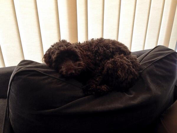 RubyCockapoo's tweet image. Just keeping warm this morning!! @ThomasCraven1 @Missbmccormack