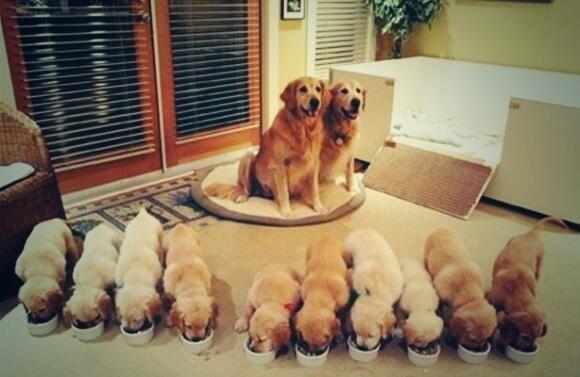roohiiman's tweet photo. : 【 可愛かったらＲＴ♪ 】 

子な家族が欲しい！！ http://t.co/Bmof7sw0iJ”