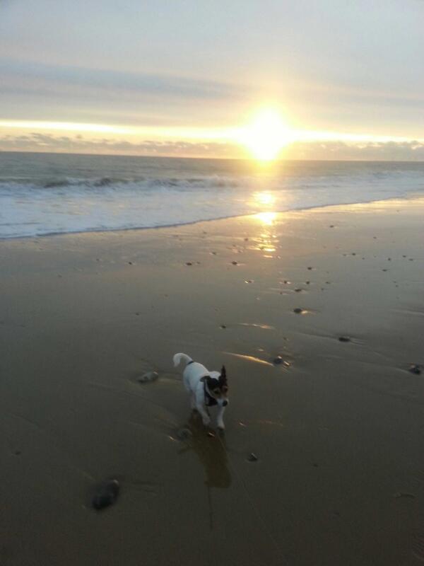 gog555's tweet photo. @festinagirl @JackRussellluv How about happy dog on the beach http://t.co/5LiEAJitwf