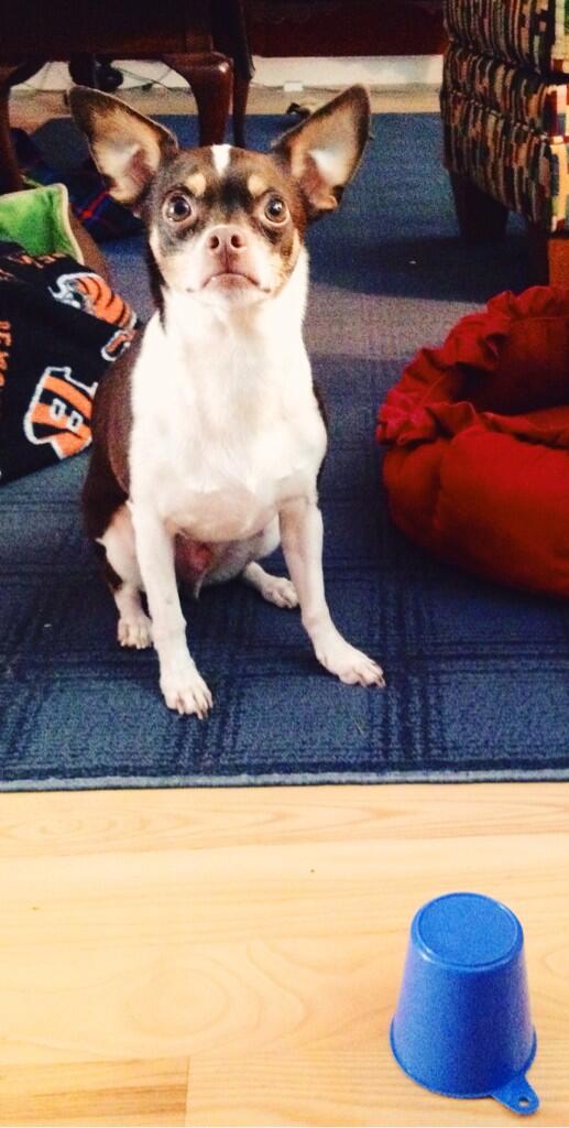 mcgabree's tweet image. @AllieBrosh (treat under cup) he's not figuring this out... #simpledog #hyperboleandahalf