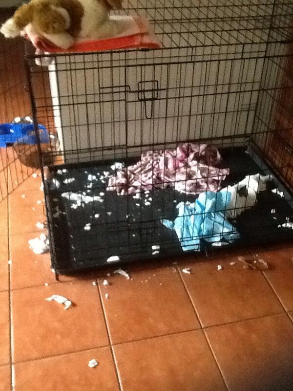 Kayzee247's tweet photo. Dogs had a party in their cage!!!!! http://t.co/Mqw0UBdKkz