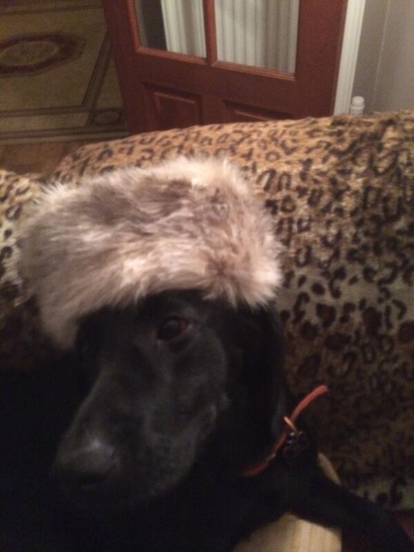 anthony604266's tweet photo. @ross_king1 @HelenTrowsdale @godders2012 @ross_king1 @Val_king1 Russian Labrador http://t.co/i7TAHWX3gN