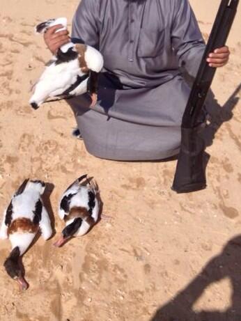 053791596's tweet photo. هذا صيد اليوم بظهرة الحفر  بط شهرمان 
٣ بط 
يتبع صوره لجول الشهرمان وهو يطير http://t.co/86J0dvXNCm