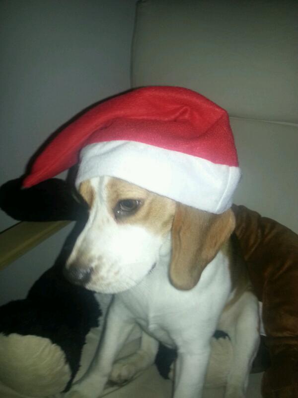 Bald ist Weihnachten hihihi