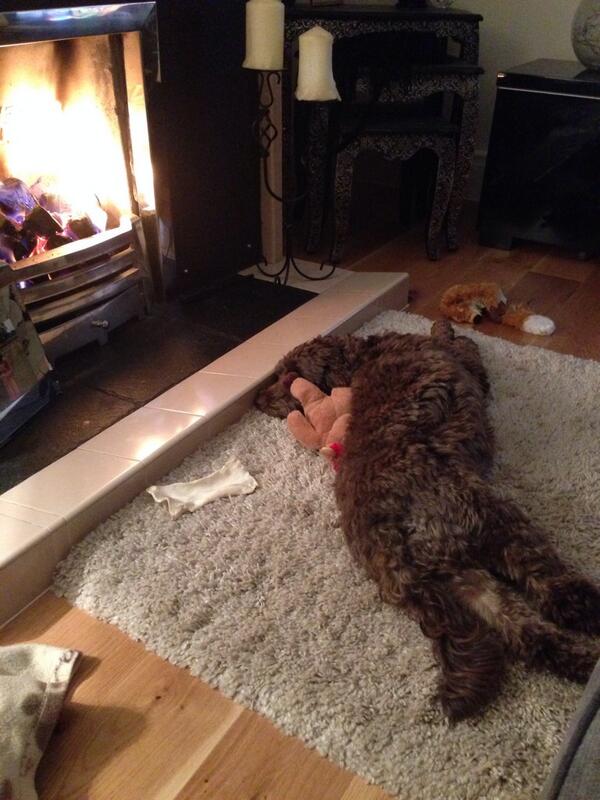RubyCockapoo's tweet image. Just sleeping by the fire after my lovely walk with Michael and Lucy 🐶@ThomasCraven1 @Missbmccormack