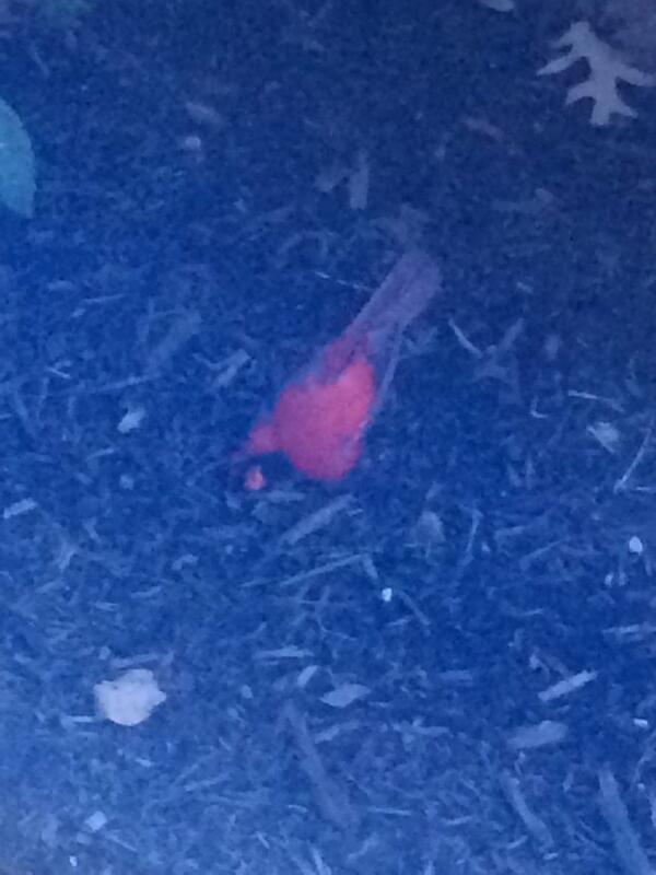 This is what happens to cardinals at UK.