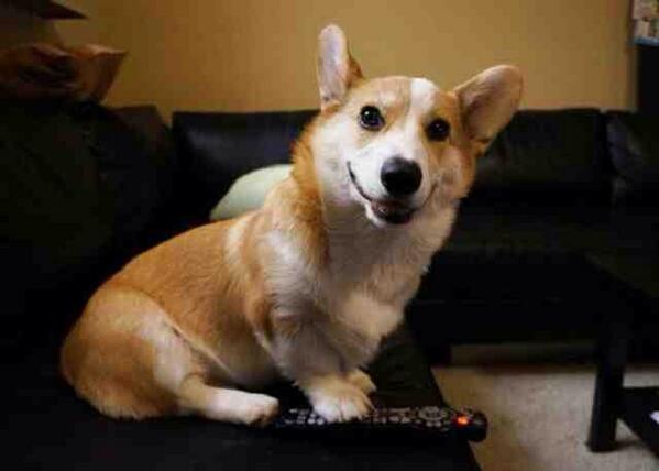 CorgiCorgis's tweet image. May I change the channel?? #corgi