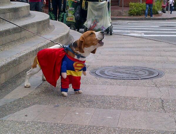 UbicaPet's tweet photo. La #PasarelaDeDisfracesDeMascotas estaba protegida por este súper héroe, Superman. http://t.co/VJxJqUUiC1