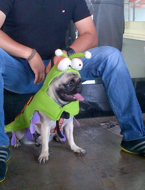 UbicaPet's tweet photo. Una oruga muy juguetona. http://t.co/pLcKdYy8Ug