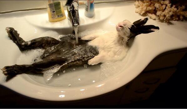 GirlsNoteBook's tweet photo. He LOVES sink baths http://t.co/HoL2oIMFgD